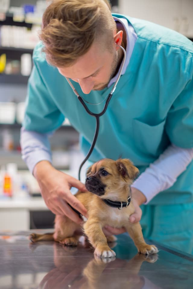 Veterinary Image